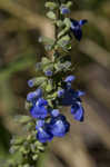 Azure blue sage